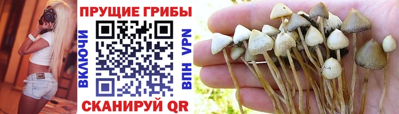 Псилоцибиновые грибы Cubensis  Верхоянск 